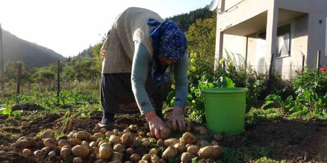 Nisan ve Mayıs’ta ekildi, Ekimde toplanıyor! 65 yaşında hasatta: Önce topluyor, sonra pazarda satıyor 1